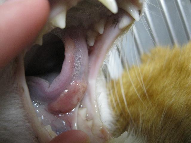 Feline Tongue